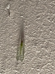 Chrysopa nigricornis