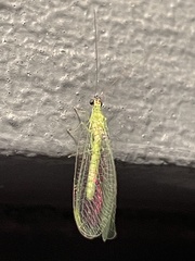 Chrysopa nigricornis