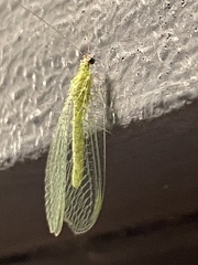 Chrysopa nigricornis