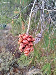 Pinus pinceana