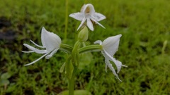 Habenaria grandifloriformis
