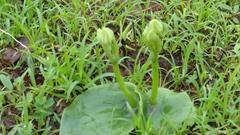 Habenaria grandifloriformis