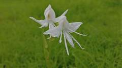 Habenaria grandifloriformis