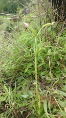 Habenaria grandifloriformis