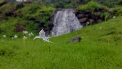 Habenaria grandifloriformis