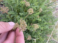 Cymopterus hallii