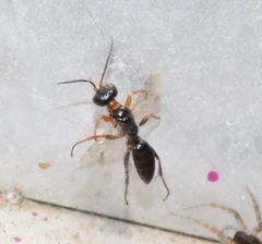 Diploplectron
