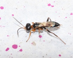 Diploplectron