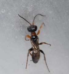 Diploplectron