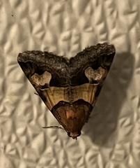 Drasteria pallescens