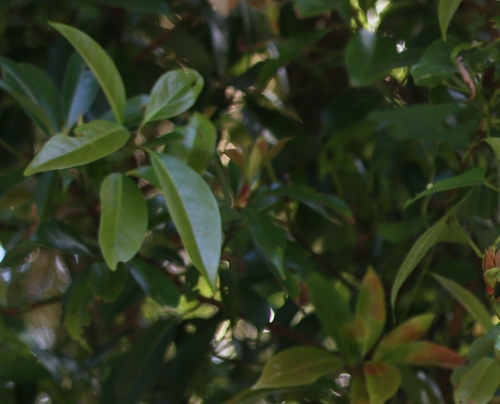 Machilus thunbergii