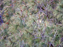 Pinus pinceana