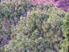 Pinus pinceana