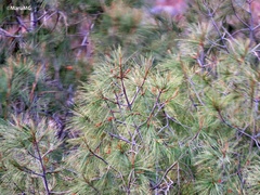 Pinus pinceana
