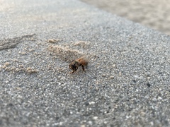 Apis mellifera