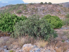 Dermatophyllum secundiflorum