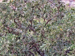 Dermatophyllum secundiflorum