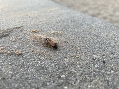 Apis mellifera