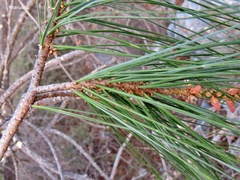 Pinus pinceana