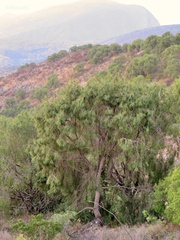 Pinus pinceana