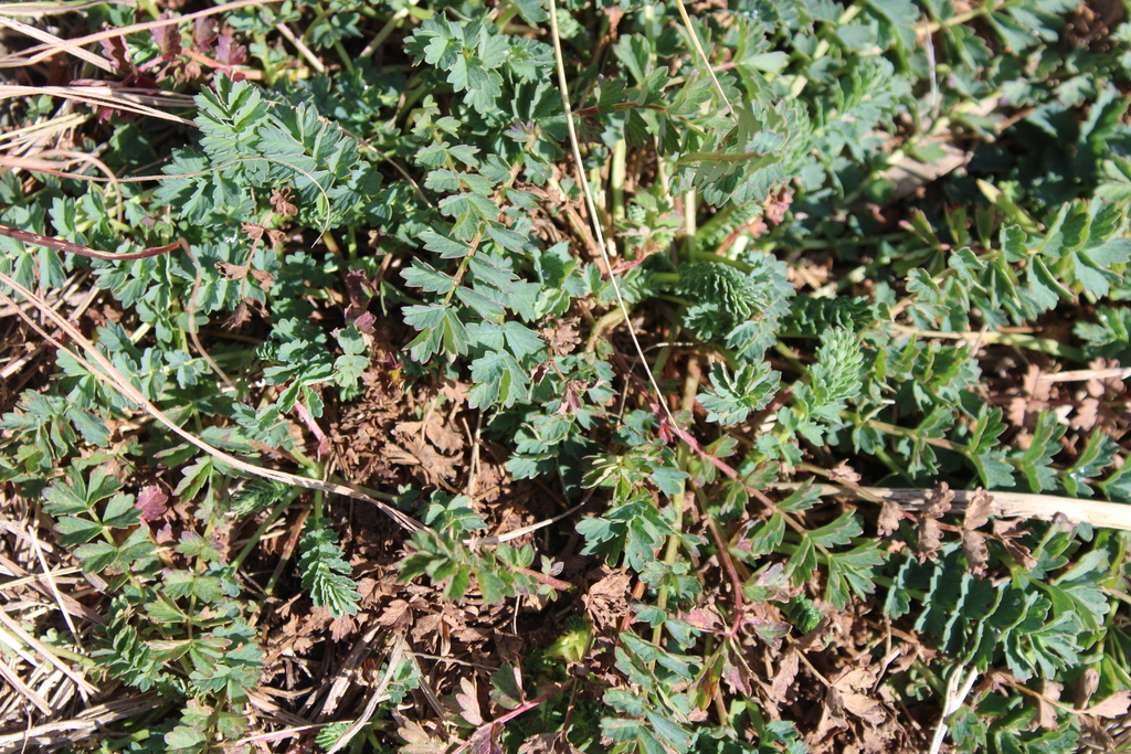Australian sheep's bur from Elsmore NSW 2360, Australia on July 03 ...