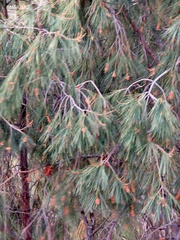 Pinus pinceana