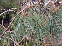 Pinus pinceana