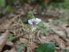Viola arcuata