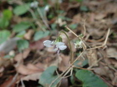 Viola arcuata