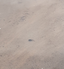 Bufotes viridis viridis