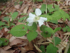 Rubus hirsutus