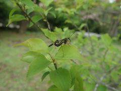 Panorpa japonica