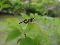 Panorpa japonica