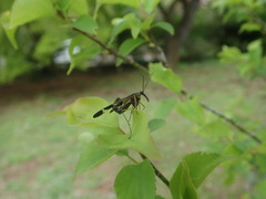 Panorpa japonica