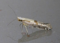 Argyresthia conjugella