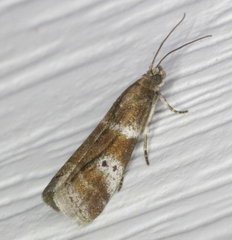 Acrobasis vaccinii