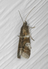 Acrobasis vaccinii