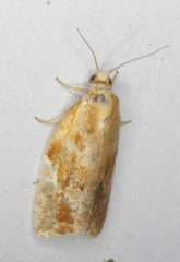 Clepsis persicana