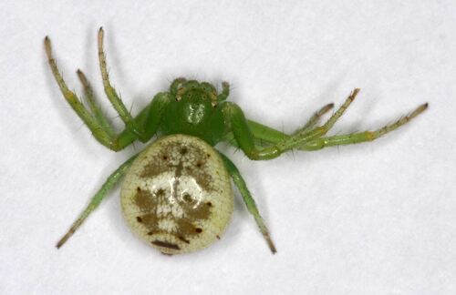 Synema simoneae · iNaturalist