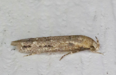 Mompha brevivittella