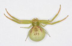 Misumenops rubrodecoratus