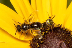 Protandrena albitarsis