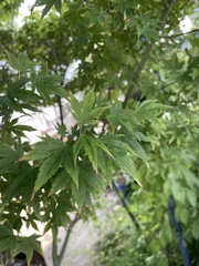 Acer pseudosieboldianum