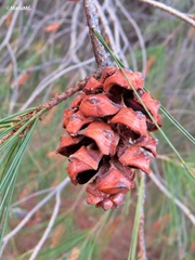 Pinus pinceana