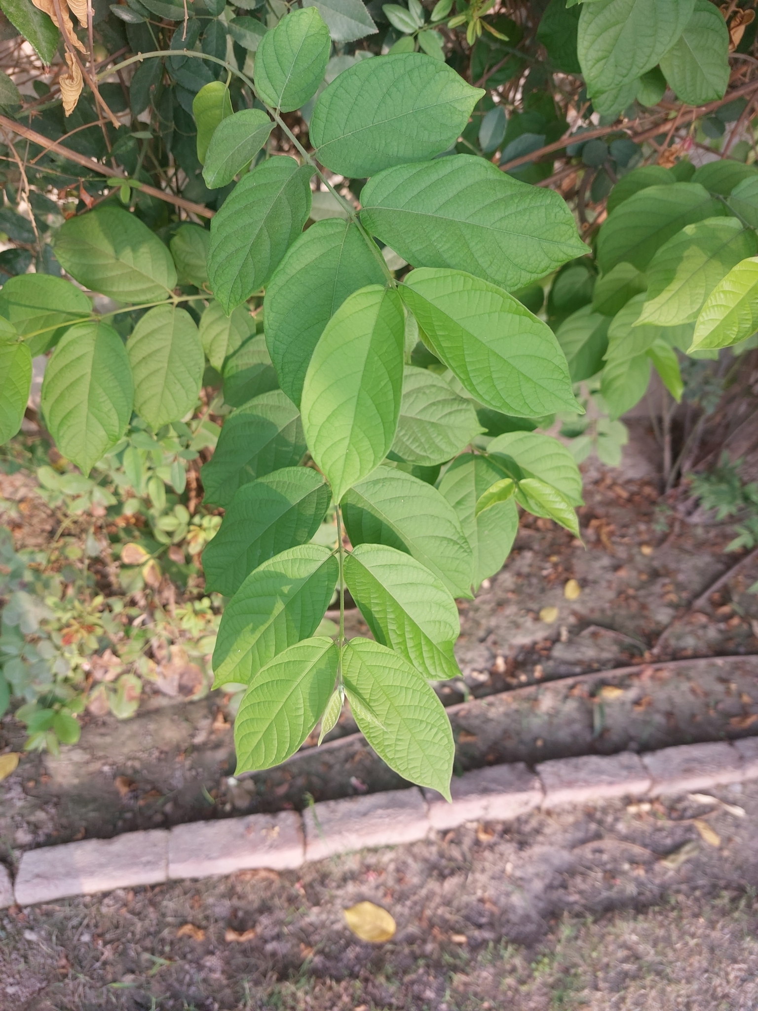 Combretum indicum - Wikipedia