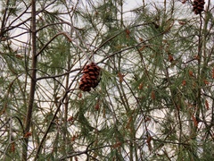 Pinus pinceana