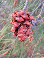 Pinus pinceana