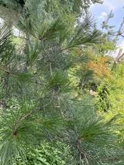 Pinus koraiensis