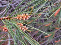Pinus pinceana