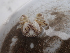Matuta